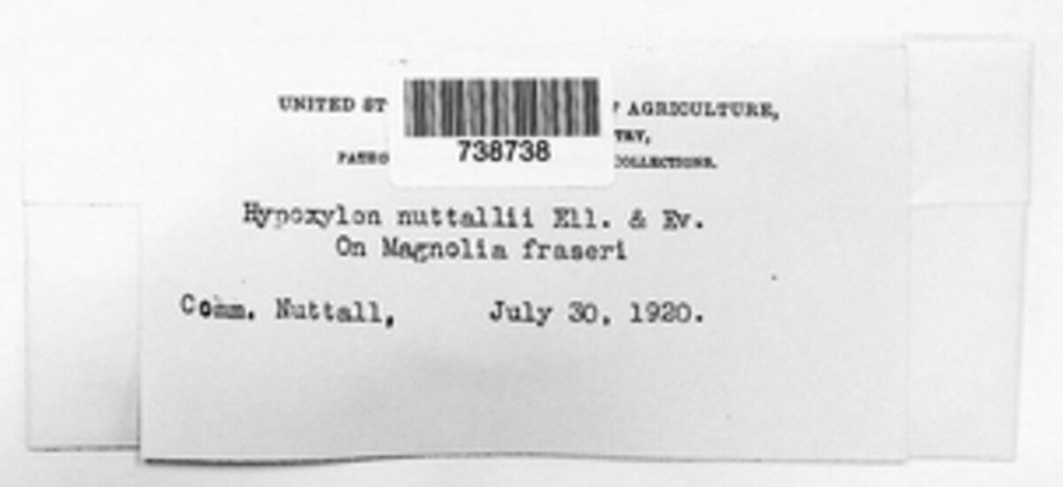 Hypomontagnella monticulosa image